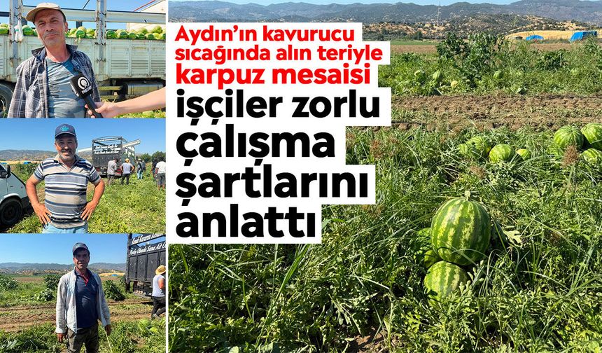 Aydın’ın kavurucu sıcağında alın teriyle karpuz mesaisi: İşçiler zorlu çalışma şartlarını anlattı