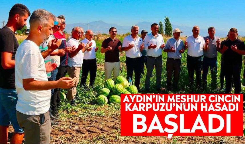 Aydın’ın meşhur Cincin Karpuzu’nun hasadı başladı
