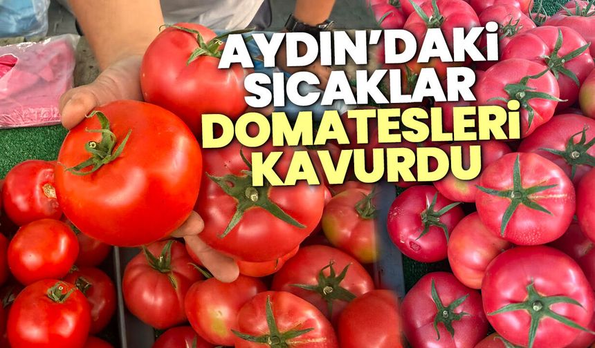 Aydın’daki sıcaklar domatesleri kavurdu