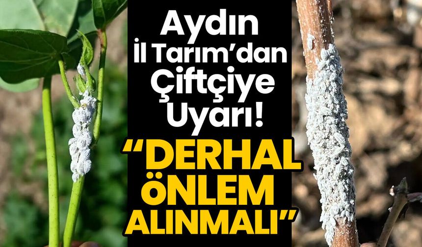 Aydın İl Tarım’dan Çiftçiye Uyarı! “Derhal Önlem Alınmalı”