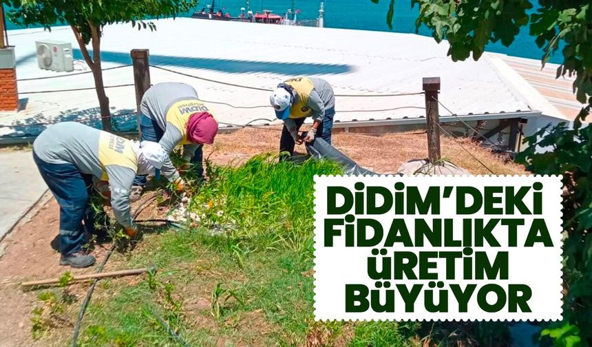 Didim’deki fidanlıkta üretim büyüyor