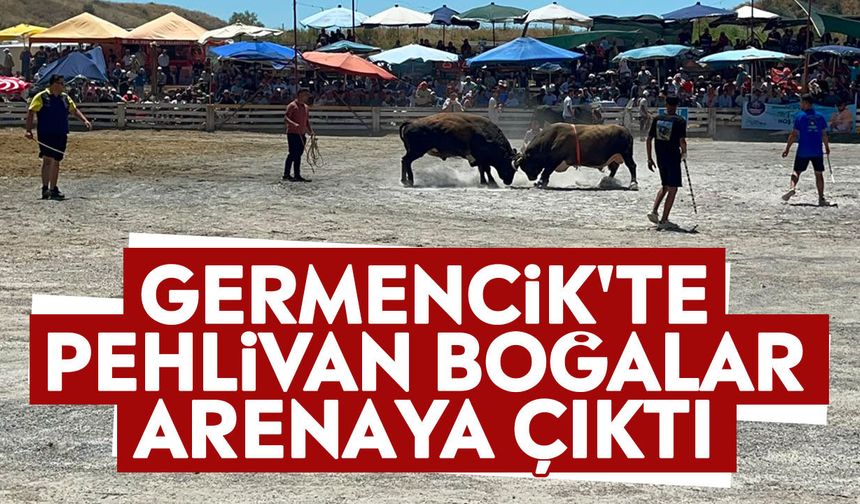 Germencik'te pehlivan boğalar arenaya çıktı