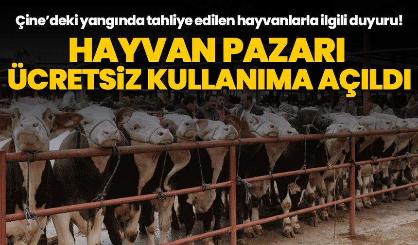 Çine’deki yangında tahliye edilen hayvanlarla ilgili duyuru! Hayvan Pazarı ücretsiz kullanıma açıldı