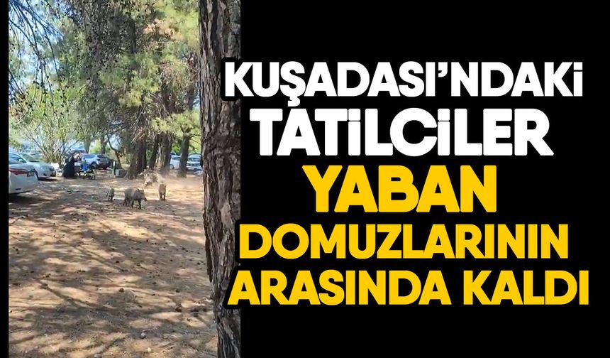 Kuşadası’ndaki tatilciler yaban domuzlarının arasında kaldı