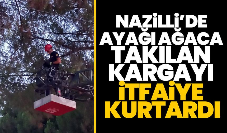 Nazilli’de ayağı ağaca takılan kargayı itfaiye kurtardı