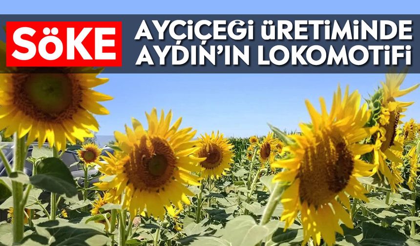 Söke, ayçiçeği üretiminde Aydın’ın lokomotifi