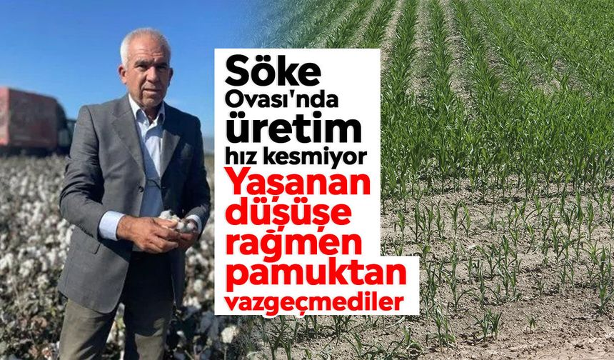 Söke Ovası'nda üretim hız kesmiyor: Yaşanan düşüşe rağmen pamuktan vazgeçmediler