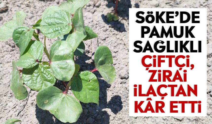 Söke’de pamuk sağlıklı: Çiftçi, zirai ilaçtan kâr etti