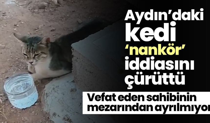 Aydın’daki kedi ‘nankör’ iddiasını çürüttü! Vefat eden sahibinin mezarından ayrılmıyor