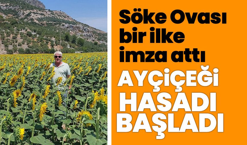 Söke Ovası bir ilke imza attı! Ayçiçeği hasadı başladı