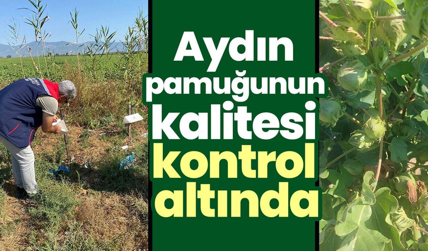 Aydın pamuğunun kalitesi kontrol altında