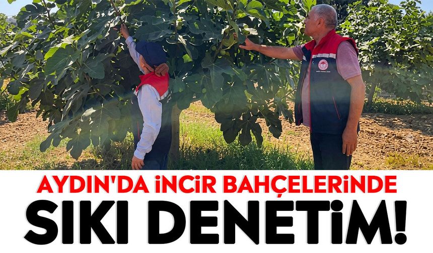 Aydın'da incir bahçelerinde sıkı denetim!