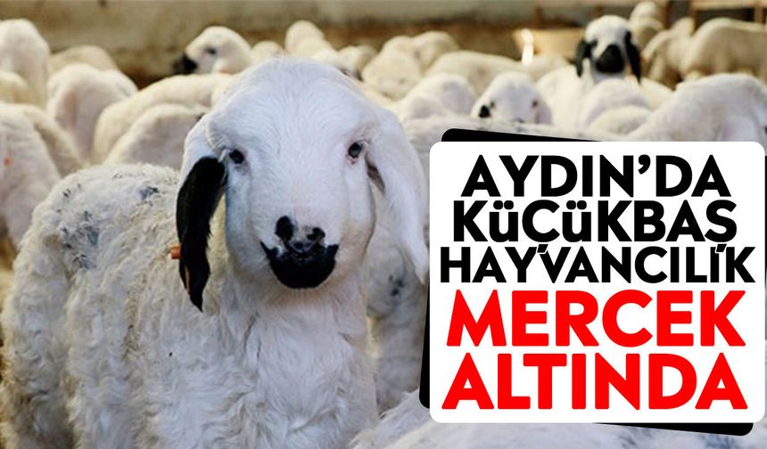 Aydın’da küçükbaş hayvancılık mercek altında