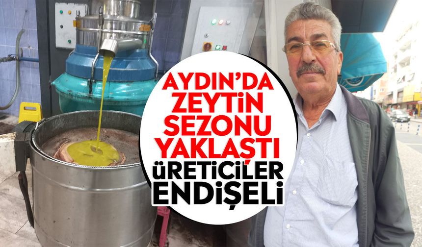 Aydın'da zeytin sezonu yaklaştı: Üreticiler endişeli