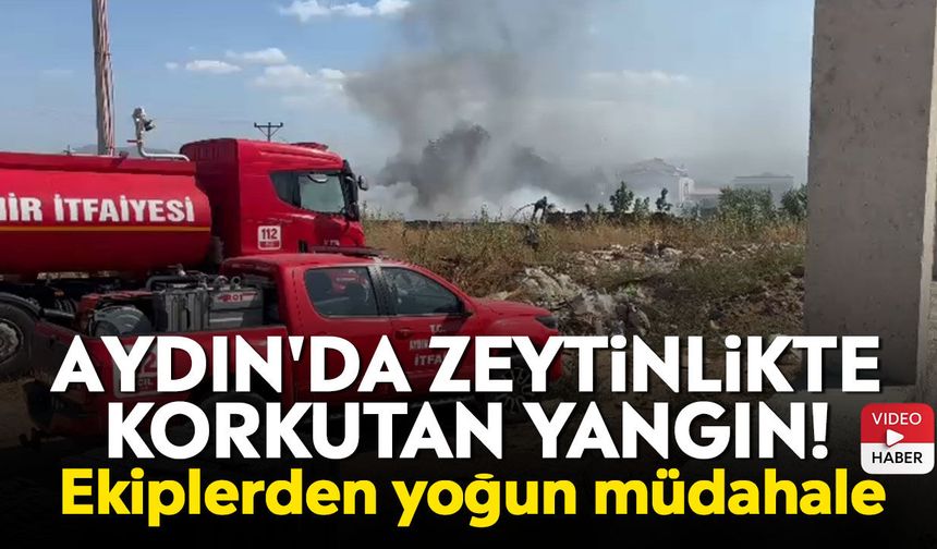 Aydın'da zeytinlikte korkutan yangın! Ekiplerden yoğun müdahale