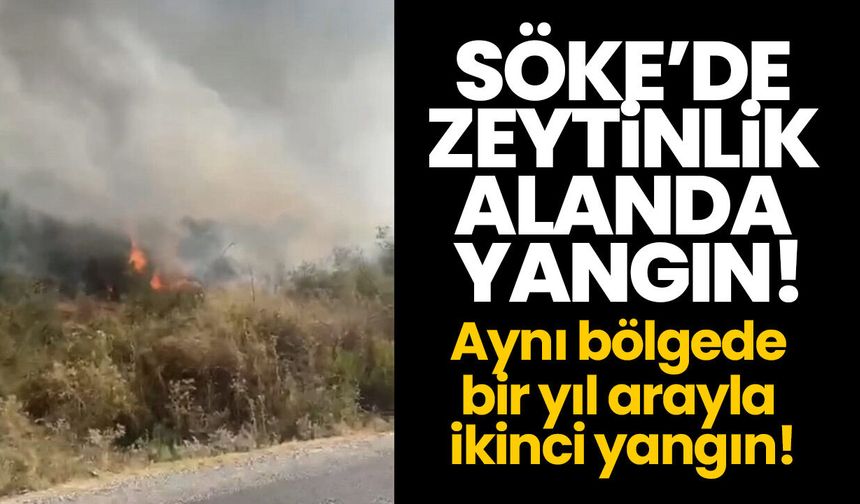 Söke’de zeytinlik alanda yangın! Aynı bölgede bir yıl arayla ikinci yangın!