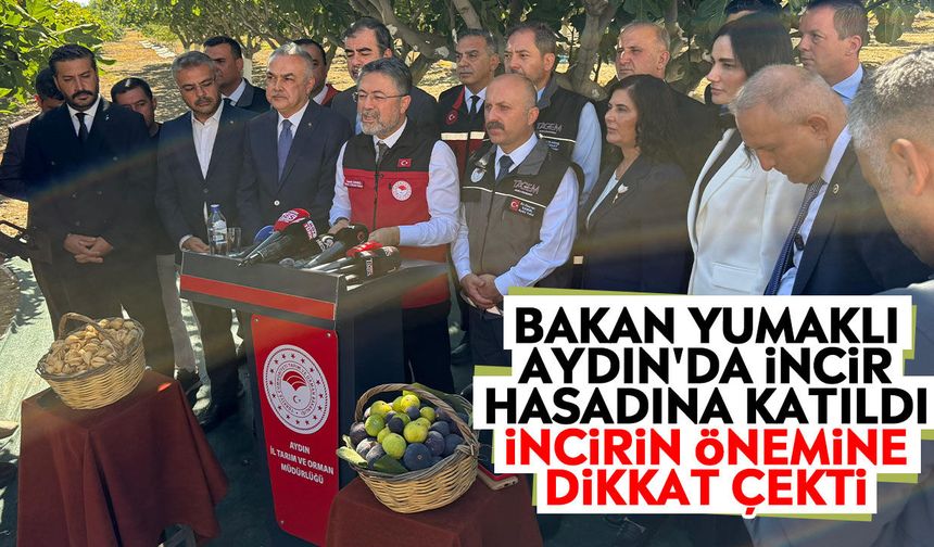Bakan Yumaklı Aydın'da incir hasadına katıldı: İncirin önemine dikkat çekti