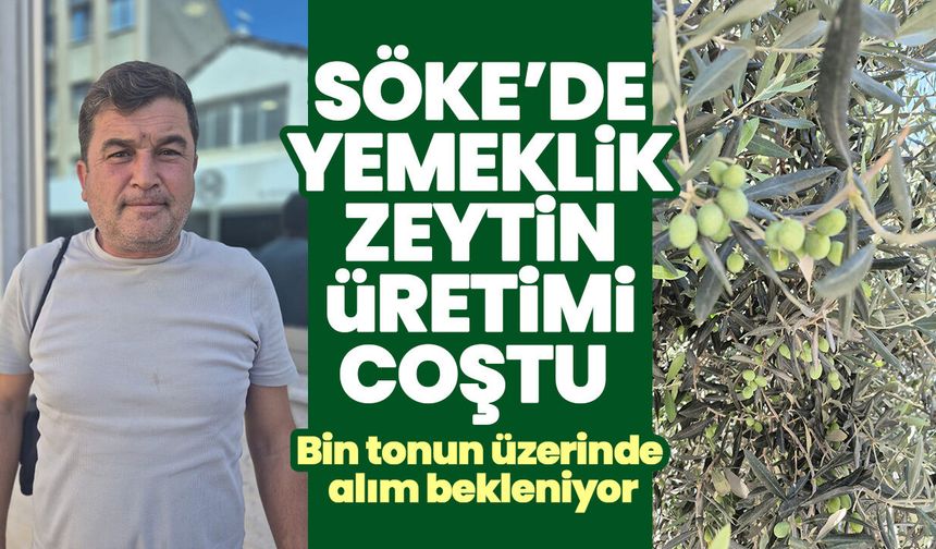 Söke’de yemeklik zeytin üretimi coştu! Bin tonun üzerinde alım bekleniyor
