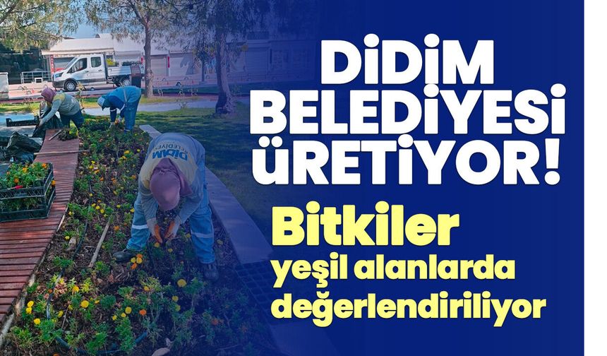Didim Belediyesi üretiyor! Bitkiler yeşil alanlarda değerlendiriliyor
