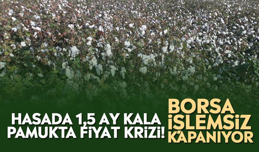 Hasada 1,5 ay kala pamukta fiyat krizi! Borsa işlemsiz kapanıyor