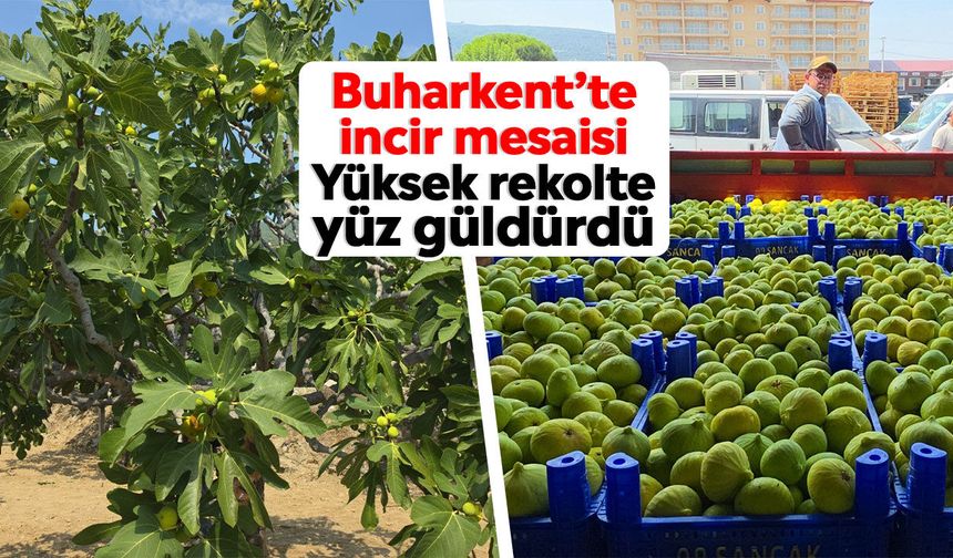 Buharkent’te incir mesaisi: Yüksek rekolte yüz güldürdü