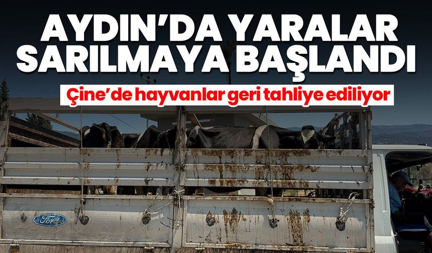 Aydın’da yaralar sarılmaya başlandı! Çine’de hayvanlar geri tahliye ediliyor