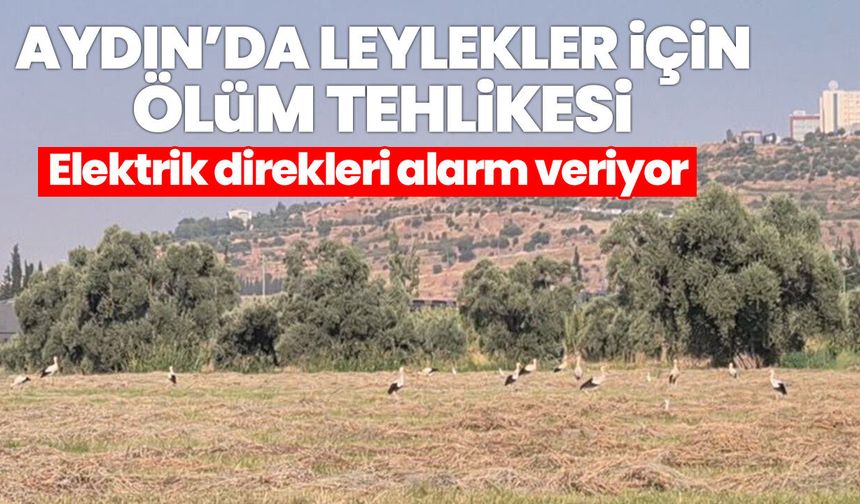 Aydın’da leylekler için ölüm tehlikesi! Elektrik direkleri alarm veriyor