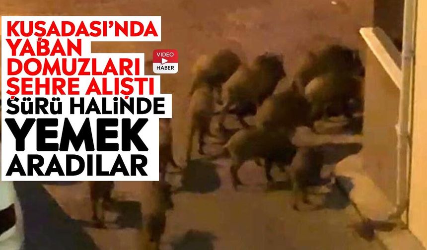 Kuşadası’nda yaban domuzları şehre alıştı: Sürü halinde yemek aradılar