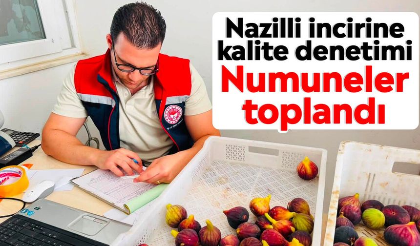 Nazilli incirine kalite denetimi: Numuneler toplandı