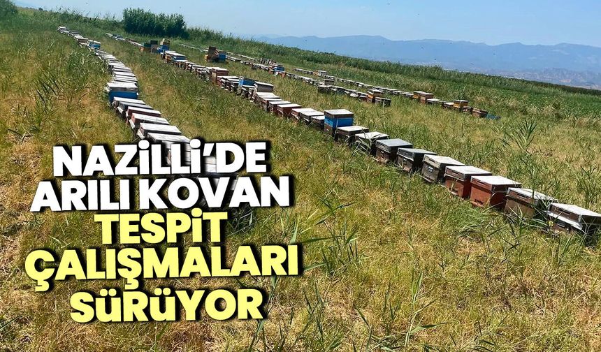 Nazilli’de arılı kovan tespit çalışmaları sürüyor
