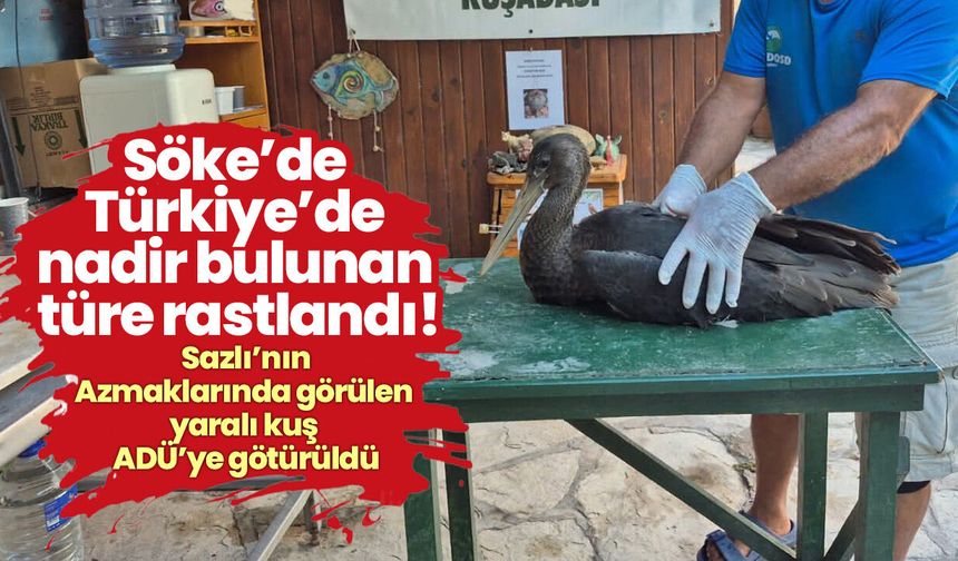 Söke’de Türkiye’de nadir bulunan türe rastlandı! Sazlı’nın Azmaklarında görülen yaralı kuş ADÜ’ye götürüldü