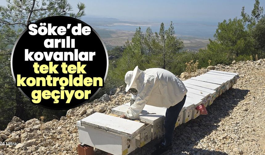 Söke’de arılı kovanlar tek tek kontrolden geçiyor