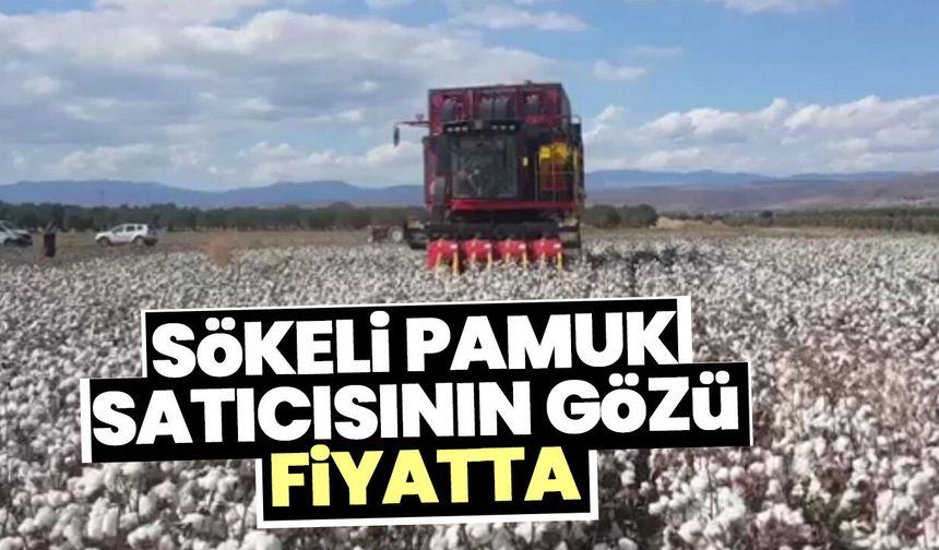 Sökeli pamuk satıcısının gözü fiyatta