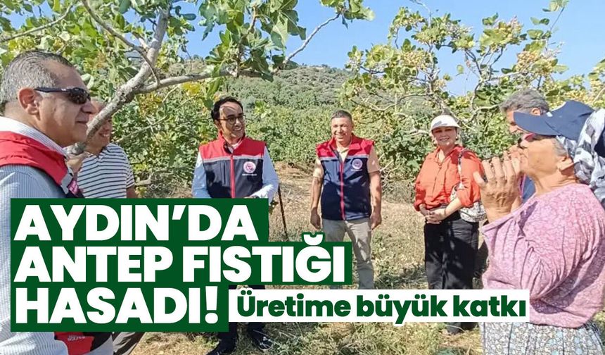 Aydın’da Antep fıstığı hasadı