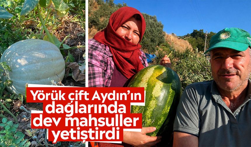Yörük çift Aydın’ın dağlarında dev mahsuller yetiştirdi