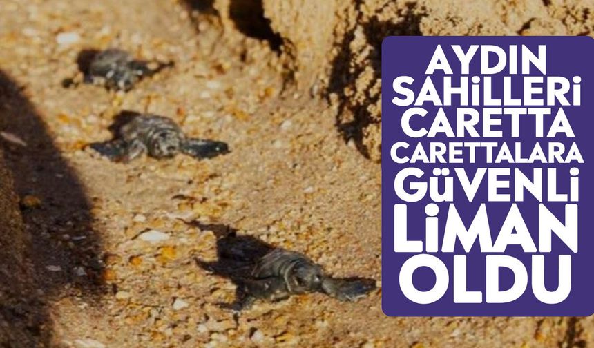 Aydın sahilleri caretta carettalara güvenli liman oldu