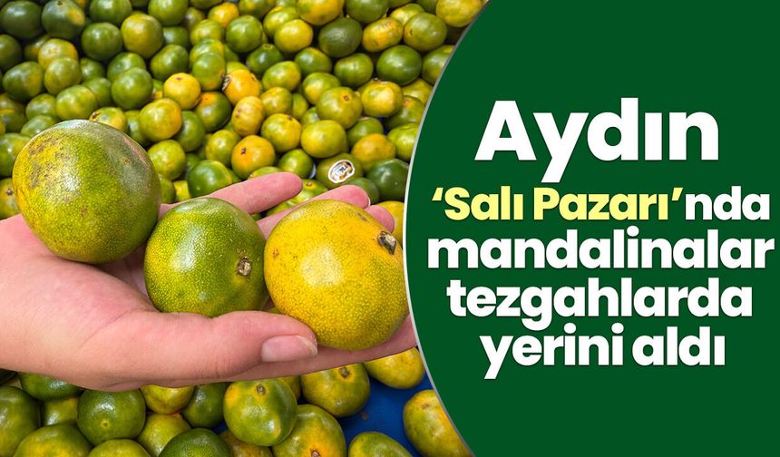 Aydın ‘Salı Pazarı’nda mandalinalar tezgahlarda yerini aldı