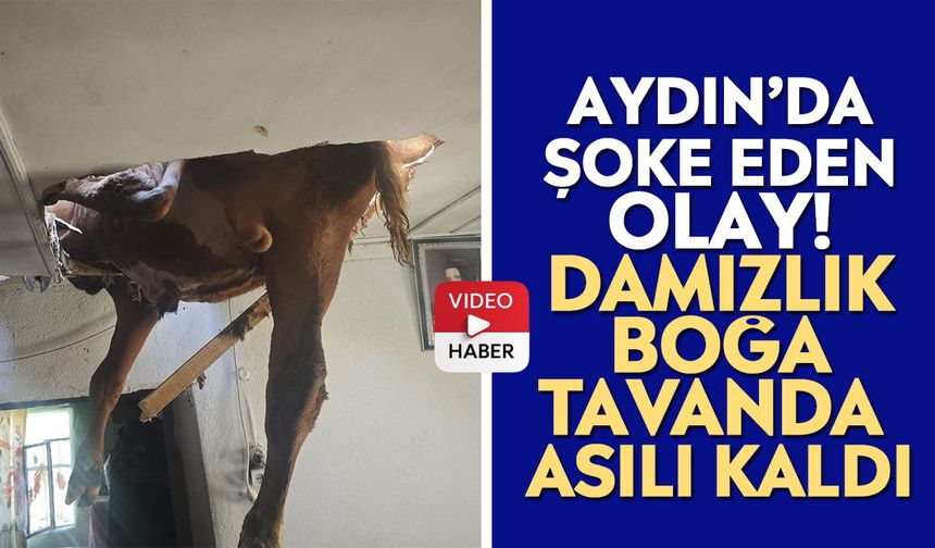 Aydın’da şoke eden olay! Damızlık boğa tavanda asılı kaldı