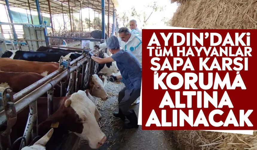 Aydın’daki tüm hayvanlar şapa karşı koruma altına alınacak