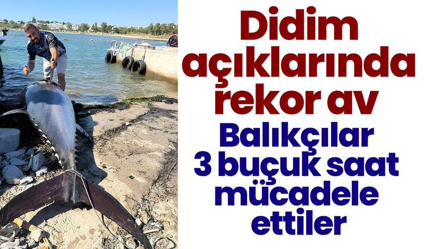 Didim açıklarında rekor av! Balıkçılar 3 buçuk saat mücadele ettiler