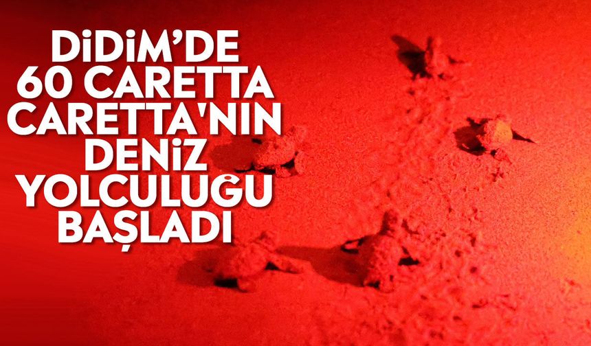 Didim’de 60 Caretta caretta'nın deniz yolculuğu başladı