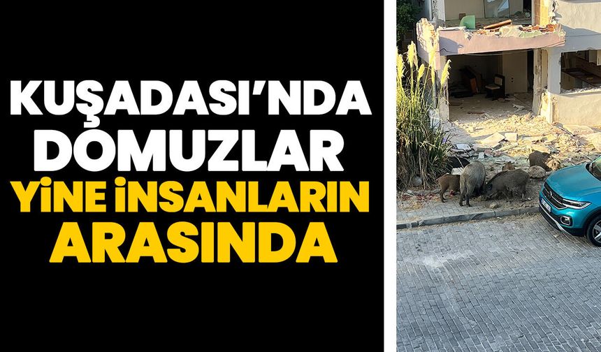 Kuşadası’nda domuzlar yine insanların arasında