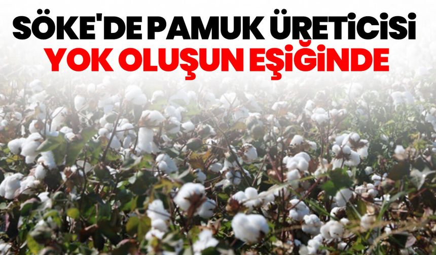 Söke'de pamuk üreticisi yok oluşun eşiğinde